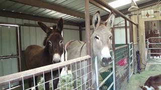 Donkeys do Flamenco