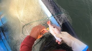 Una De las Mejores Pescas De Pargo En Alta Mar