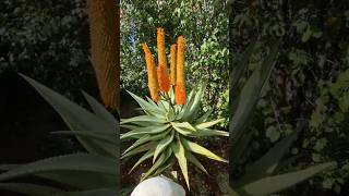 Aloe Ferox a rare and resilient succulent #succulent #plants #garden #gardening