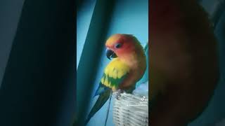 Sun conure!