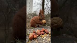 Playing Football ⚽️ with the Squirrel 😄🐿️  Играю с Рыжиком #shorts #funnysquirrels #funnyanimals