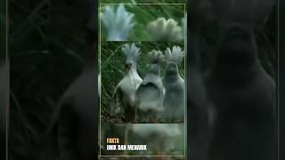 Kagu, Burung Unik dan Langka dari Kaledonia Baru #facts #hewan #faktaunik