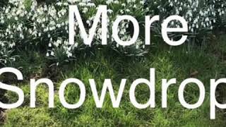 How to split snowdrops