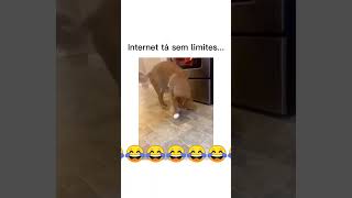 A internet tá sem limites 😂 #shorts #engraçados #funny #dog