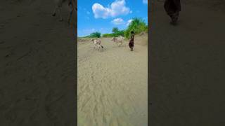 Cows white desert pakistan #trending  #shorts  #short  #viralvideo