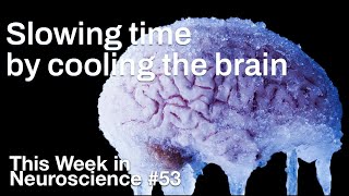 TWiN 53: Slowing time by cooling the brain