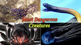 Top 25 Most Dangerous Creatures in the World