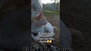 Skali-Skali Ajak Aku Ke Pantai, Si Meong Mau Lihat Sunset 😺😂 #fypシ゚viral #cat #kucinggemoy #kucing