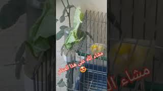 غذاء الكناري على أنغام ديكي ديكي انت صديقي 🤩😋🍓❤☀️🌸🌲😘 #nature