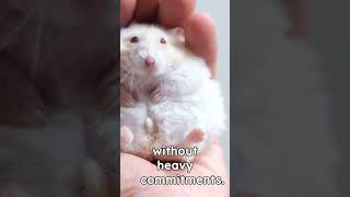 Hamster's make great pets