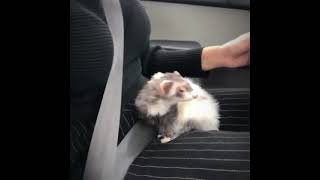 Ferret falls asleep while driving