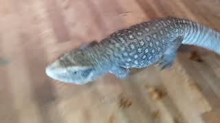 Savannah Monitor Blue Following me around on command.