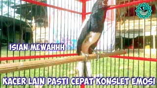 KACER MUSUH PASTI KONSLET EMOSI NEMBAK ISIAN, PANCINGAN KACER GACOR FULL ISIAN TARUNG NGOBRA NGOTOT