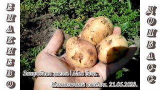 "Дачные истории | Вкусная молодая картошечка". 21-22.06.2023.