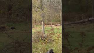 Turkeys in my Backyard #shorts #hunting #turkey #outdoors #nature