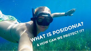 What is Posidonia Oceanica? & How can we protect it as sailors? Eps. 3