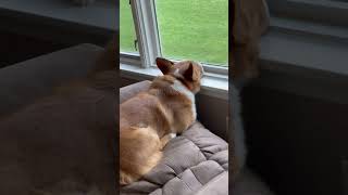 Arlo just relaxing watching the rain #corgi #rain #cozyrain