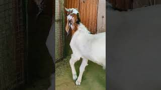 Full Jhalar Rubab 😈 , Waala Kota Kid For sell... M - 8619532450.. { Asad } , #pathanfarmhouse #goat