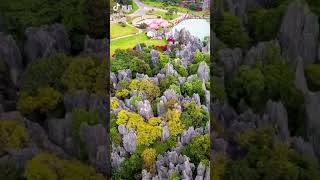 Stone Forest