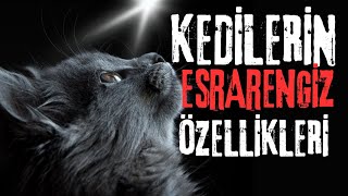 KEDİLERİN ESRARENGİZ ÖZELLİKLERİ