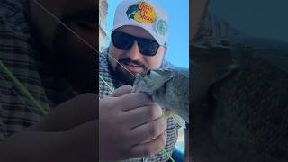 Smallmouth Bass caught at enterprise Reservoir in southern Utah! #fishing #bluegill #bassfishing ￼