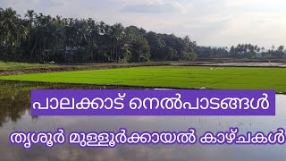 @GeorgeTheIndianFarmer നെൽപാടങ്ങളുടെ ഭംഗി. പാലക്കാടും തൃശ്ശൂരിലെ മുള്ളുർക്കായൽ കോൾപാടത്തെ കാഴ്ചകൾ