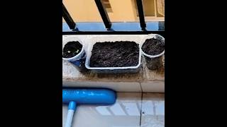 Dubai Planing Soil #youtubeshorts #shortvideo #bengalivlog #dubailife #plants #shorts