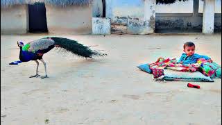 Very Beautiful Peacock glimpse🦚. #peacock #peacockbeauty