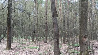 forest in spring