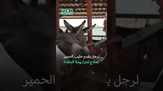 حليب الحمير دواء المرضى بالعراق