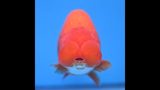 Red White Buffalo Ranchu 4-5 in (241011_RC09)