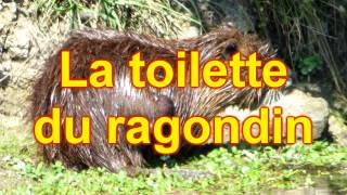 VIE SAUVAGE:"La toilette du ragondin"