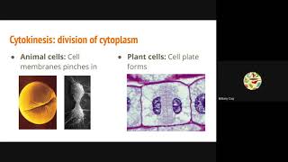 10-2 Mitosis