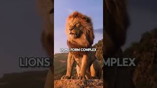 Incredible Lion Facts That Will Leave You Astonished!