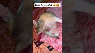 Best Funny Cat 🐱🥰 #catfunnyshorts #funnycatvids #dog #cat #catvideos #cats #animals #puppy #shorts