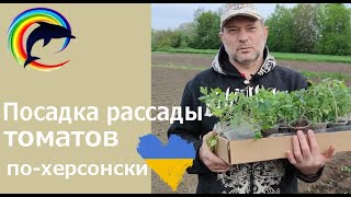 Посадка рассады помидор по-херсонски