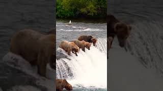 Lunch time for these Alaskan coastal bears! ?Aaska