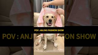 Cool dog 😍 #shorts #short #shortvideo #funny