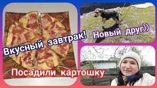 Вкусный завтрак!!! Наш новый друг! Отвезли рассаду в деревню и посадили картошку!