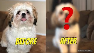 My New Look | Shih Tzu New Haircut