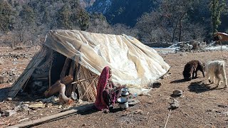 This is Himalayan Seep Shepherd Life | Nepal | Shepherd Food Cooking & Eating  | Real Shepherd Life