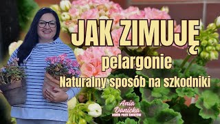 Jak przygotowuję pelargonie do zimowania - moje dwa sposoby. Naturalny ziołowy napar na szkodniki.