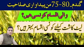 Wheat Varieties having 75-80 Maunds Yield Potential | Late Sown Varieties | Cyber Agri Extension |