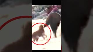 Horse kick Dog #shorts #animals #wildlife