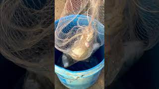 Real Life 100% Net Fishing In River At The Countryside .(Episode 93)