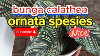 review tanaman hias calathea ornata