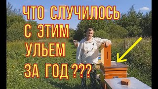 Что случилось с этим ульем за год. Обзор улья из массива спустя год после эксплуатации.