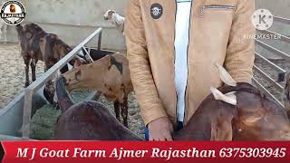 30 बकरियों का लाइव स्टॉक !! सिरोही,सोजत बकरीया @Mjfarmingvlogs #lowprice #bakriya #farming