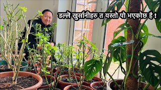 Dalle Khursani Update | Winter Garden Update | डल्लॆ खुर्सानीको बीउ रोपियो | Nepali Family UK Vlog