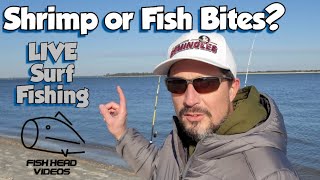 Live Surf Fishing with Shrimp and Fish Bites! Amelia Island, Florida